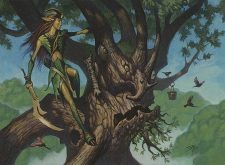 Ambassador Oak