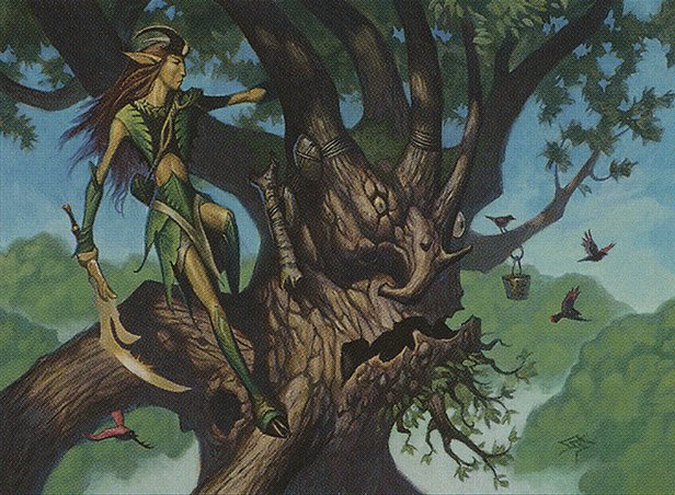 Ambassador Oak