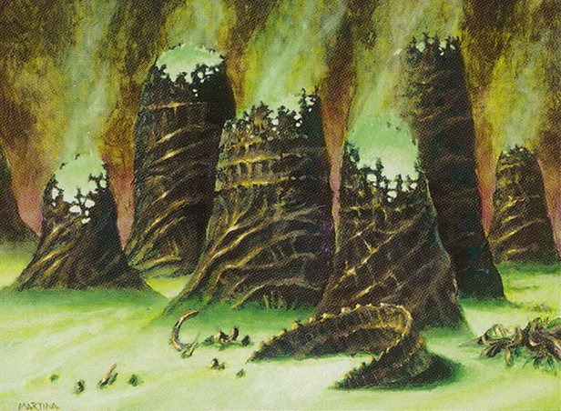 Swamp