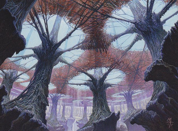 Forest