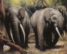 Call of the Herd