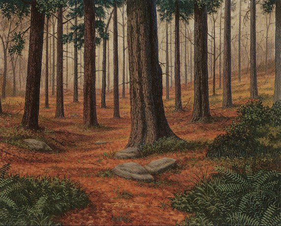 Forest