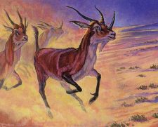 Graceful Antelope
