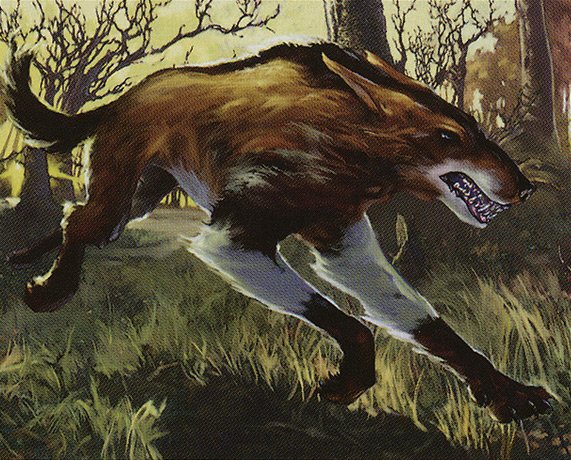 Wild Mongrel