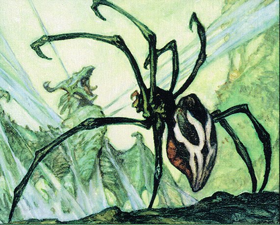 Silklash Spider