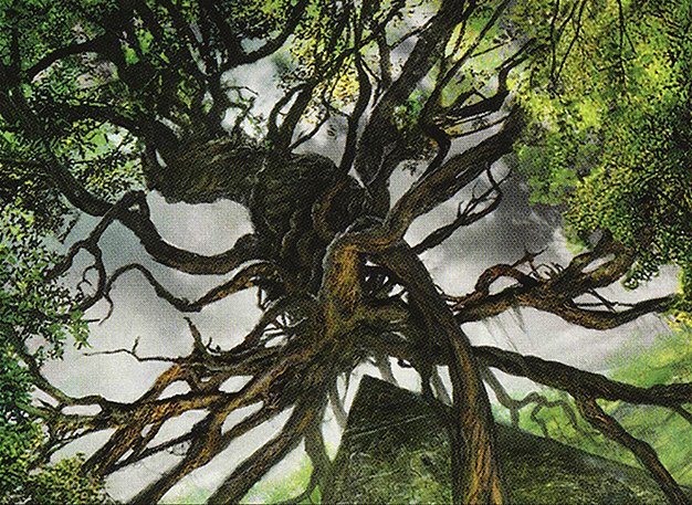 Forest