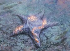 Sigiled Starfish