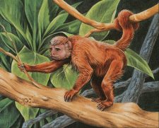 Tree Monkey