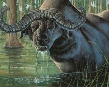 Wild Ox