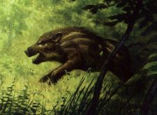 Brindle Shoat