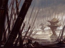 Swamp