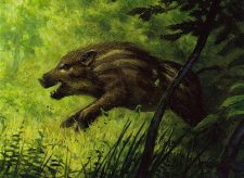 Brindle Shoat