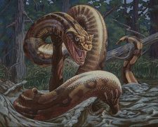 Marsh Boa
