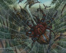 Spitting Spider