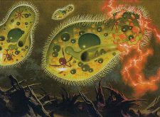 Chronozoa