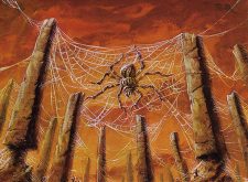 Needlepeak Spider