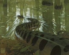 Anaconda
