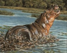 Bull Hippo