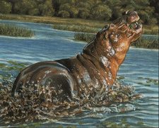 Bull Hippo