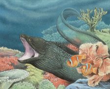 Coral Eel