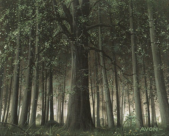Forest