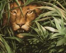 Jungle Lion