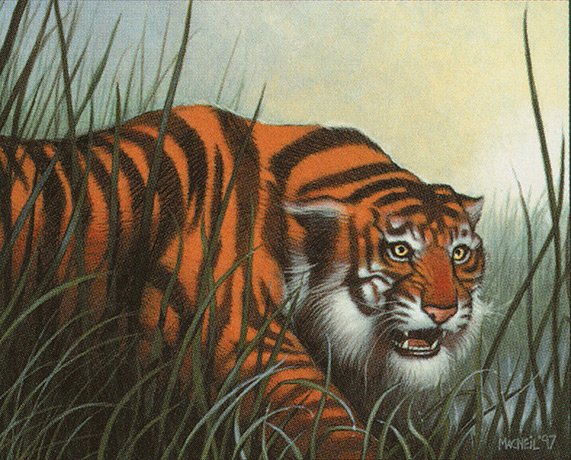 Stalking Tiger