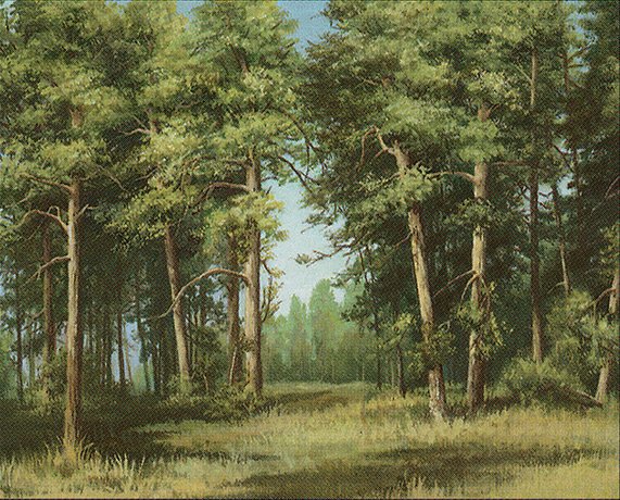 Forest