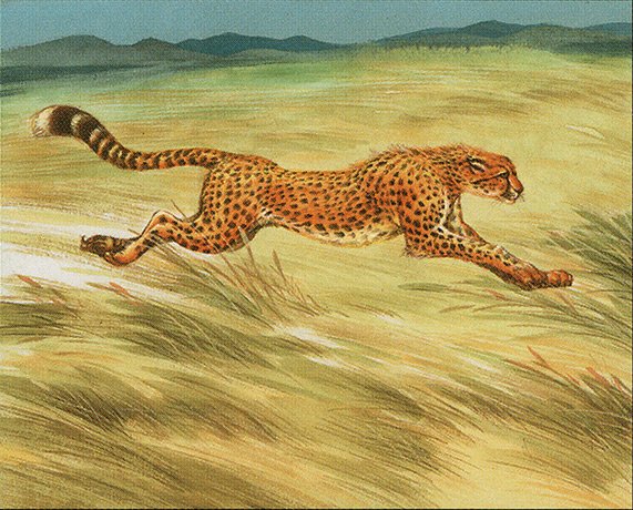 Hunting Cheetah