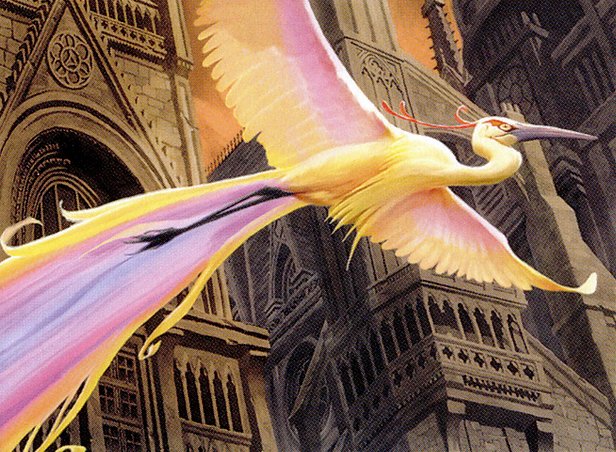 Birds of Paradise