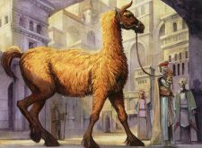 Dromad Purebred
