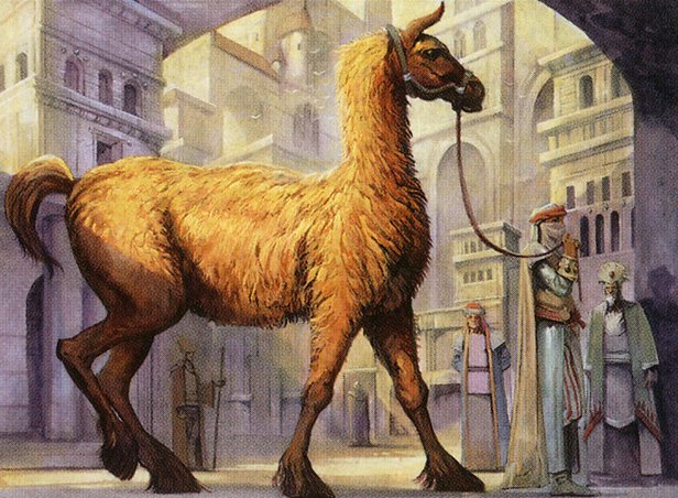 Dromad Purebred