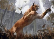 Prowling Caracal
