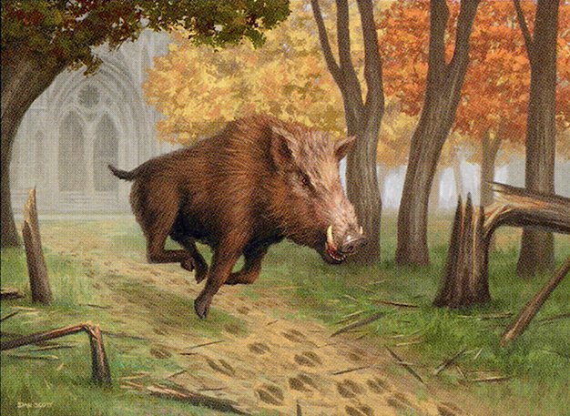 Territorial Boar