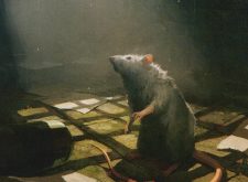 Drainpipe Vermin