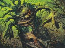 Foxfire Oak