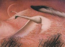 Swans of Bryn Argoll