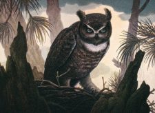 Baleful Strix