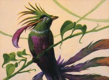 Birds of Paradise