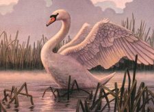 Swan Song