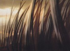 Plains