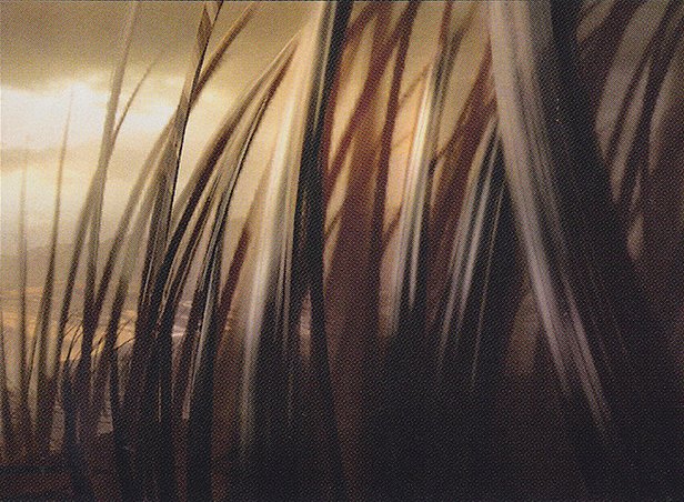 Plains