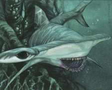 Hammerhead Shark