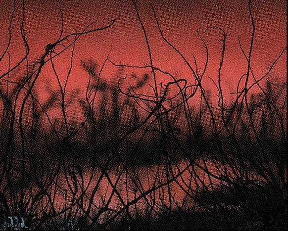 Cursed Land