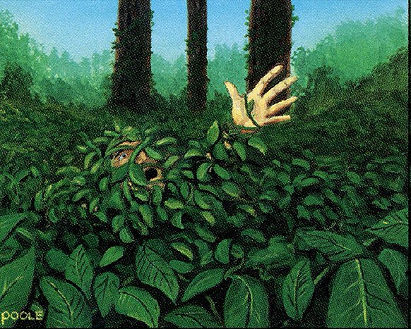 Kudzu
