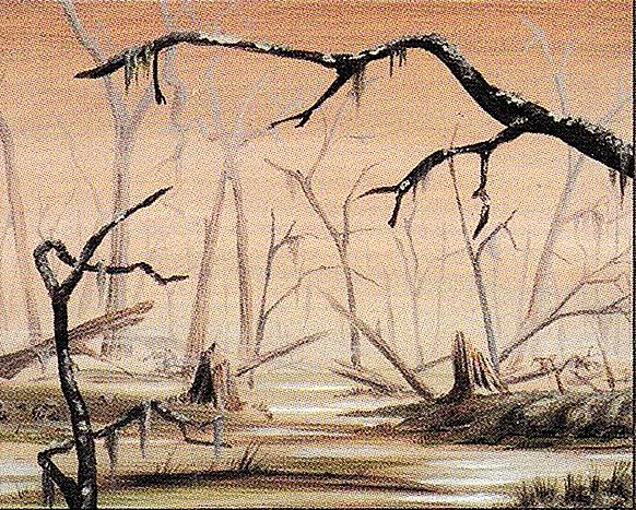 Swamp