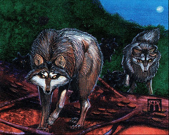 Timber Wolves