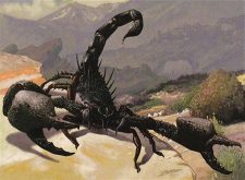 Sedge Scorpion