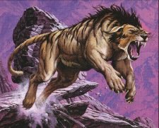 Canyon Wildcat