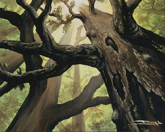 Forest